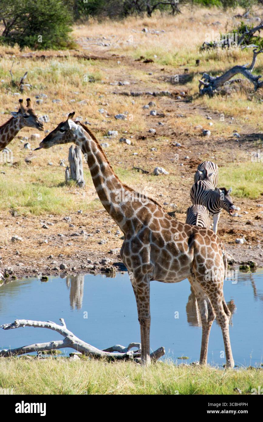 Girafes et zèbres de prendre un verre dans un étang dans le parc national d'Etosha, Namibie. Banque D'Images