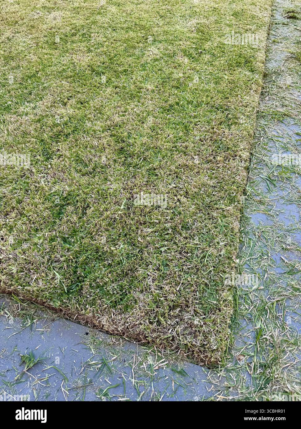 Herbe fraîchement coupée sur une pelouse entretenue. Banque D'Images