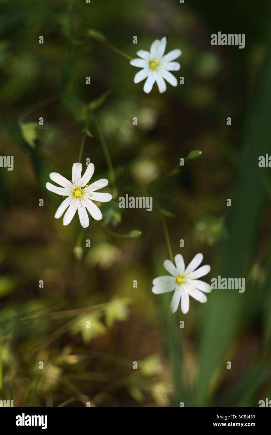 Gros plan des fleurs de Greater Starwort (Rabelera holostea) en fleurs dans la nature Banque D'Images