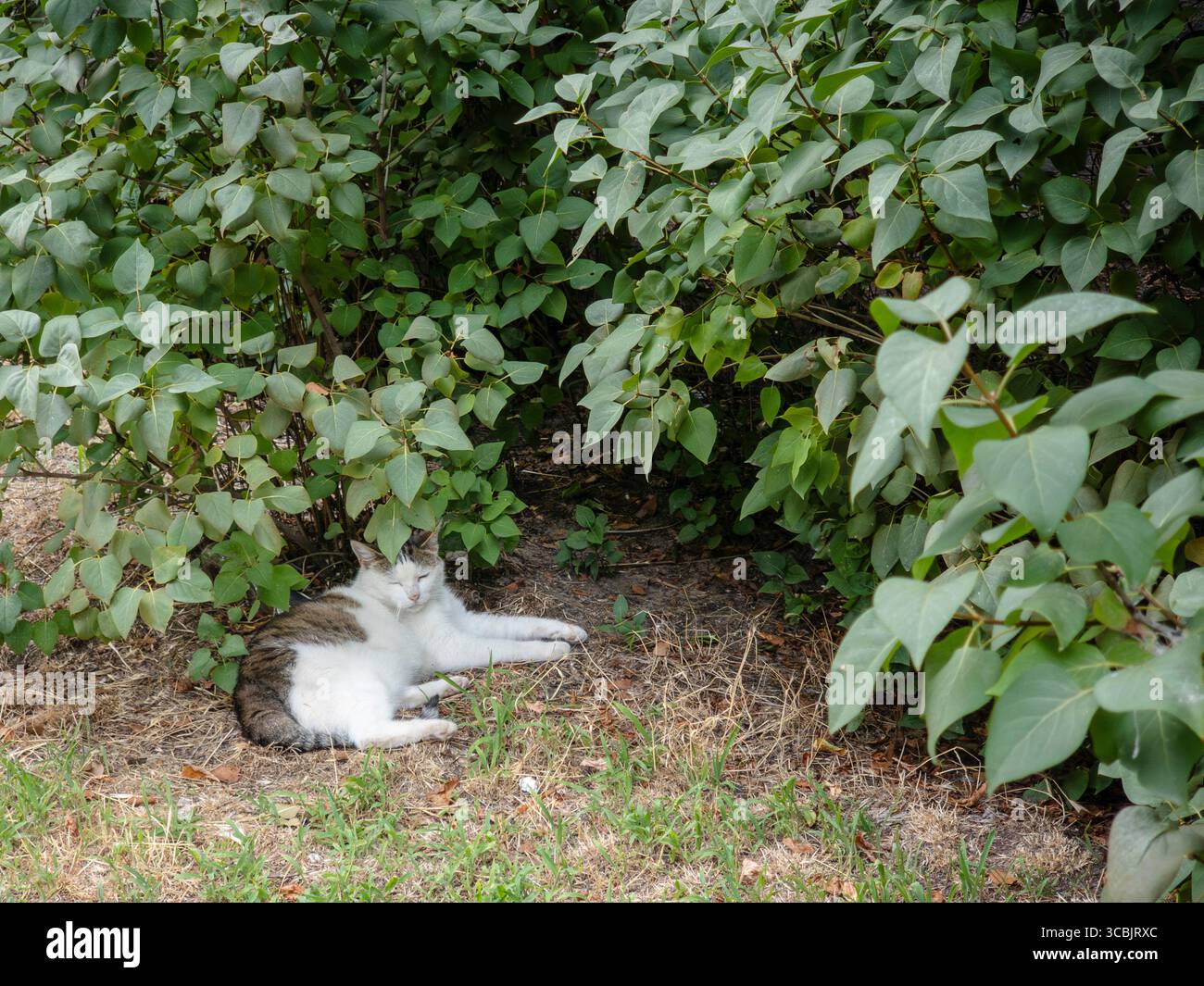 Chat blanc et gris se prélassant dans l'ombre fraîche d'un buisson dans un parc, savourant un moment paisible de tranquillité sur une chaude journée d'été, entouré de l Banque D'Images