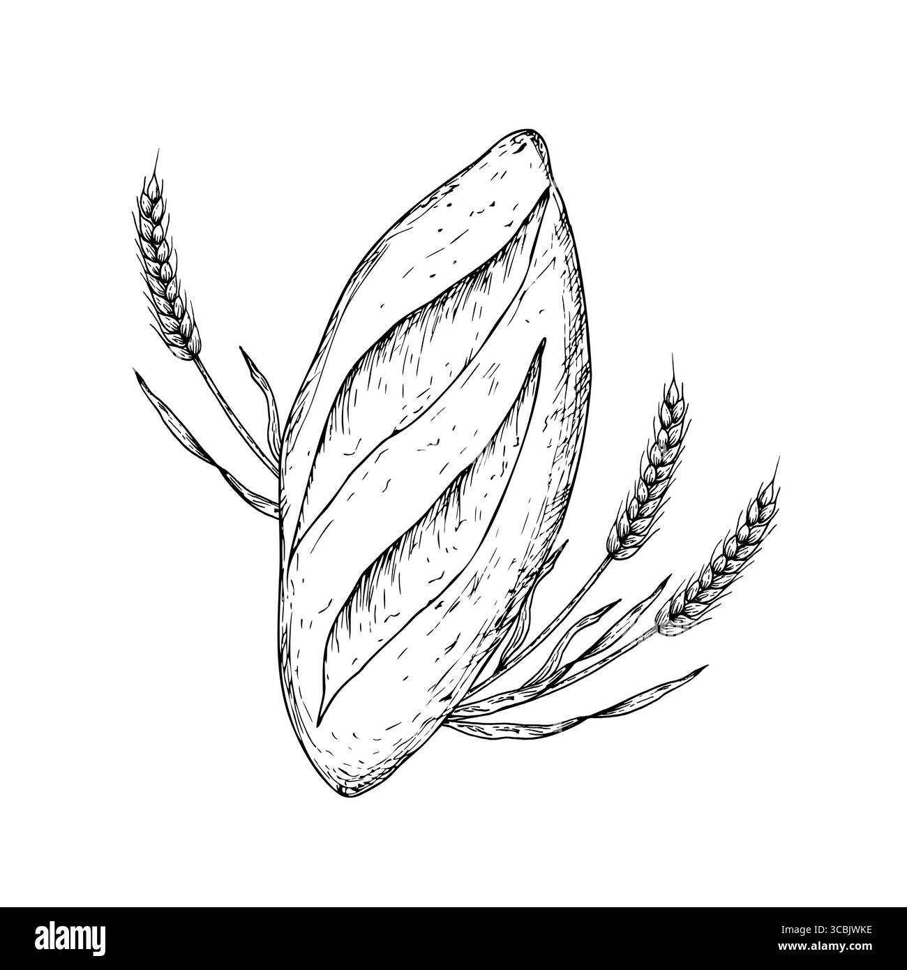 Pain vecteur et boulangerie avec des oreilles de blé. Pain à l'encre graphique, pain à grains entiers, ciabatta, brun maison, baguette. Illustration des pains isolée sur Illustration de Vecteur