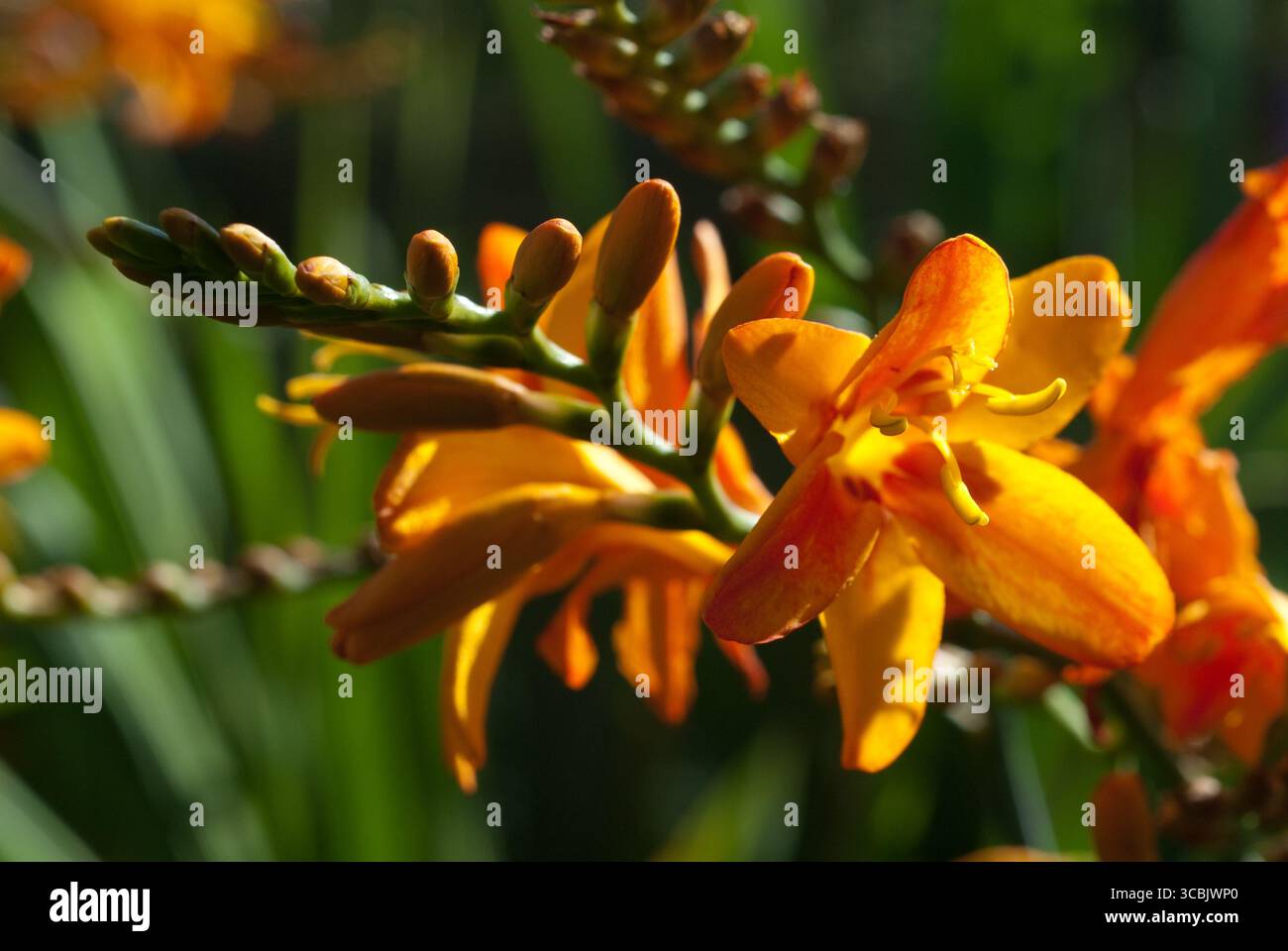 Les fleurs orange vives fleurissent sous la lumière chaude du soleil, mettant en valeur des pétales complexes et un feuillage vert luxuriant dans un jardin. Banque D'Images