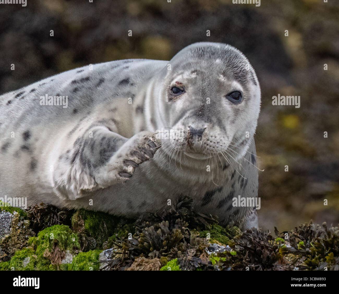 Phoque gris Banque D'Images