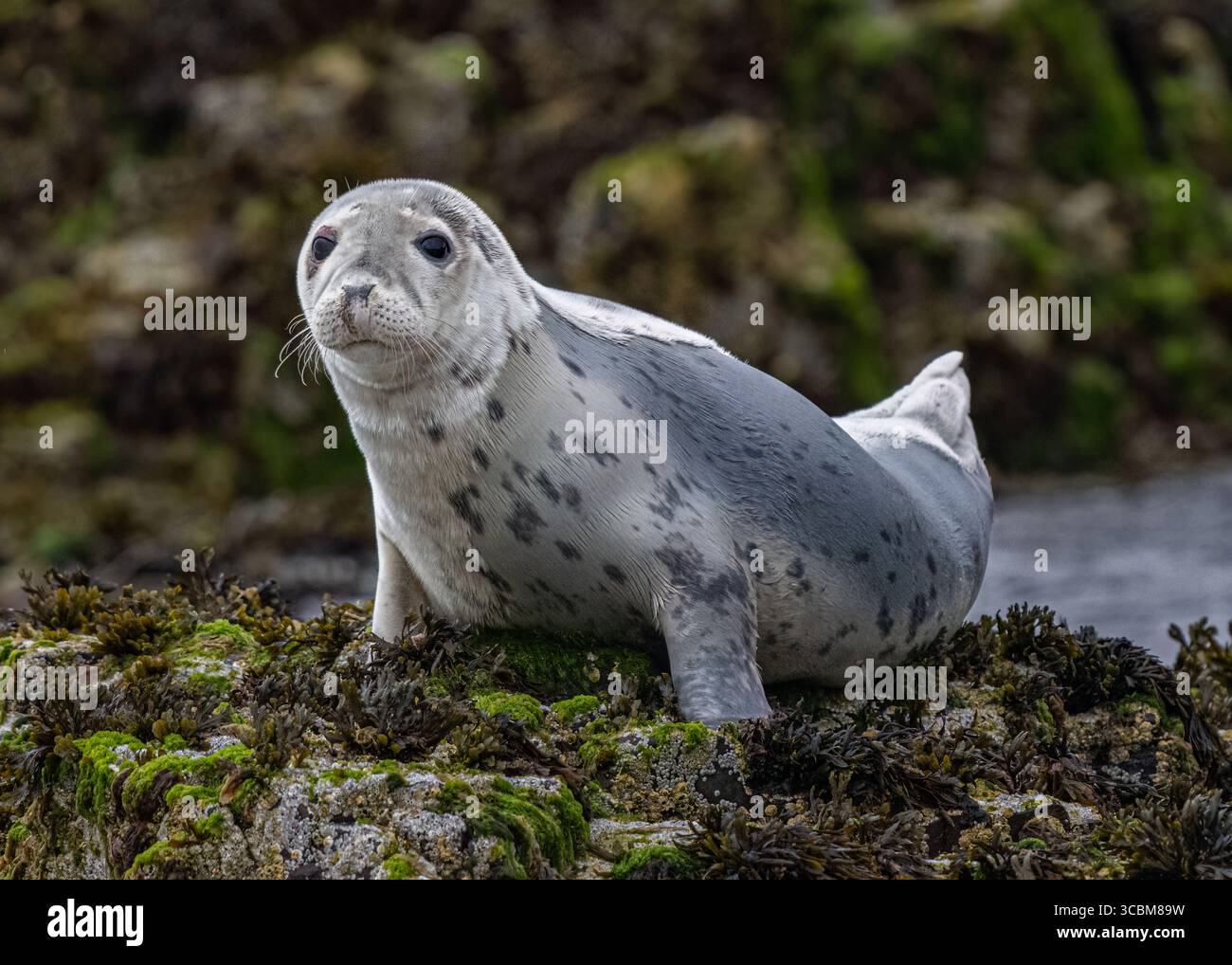 Phoque gris Banque D'Images