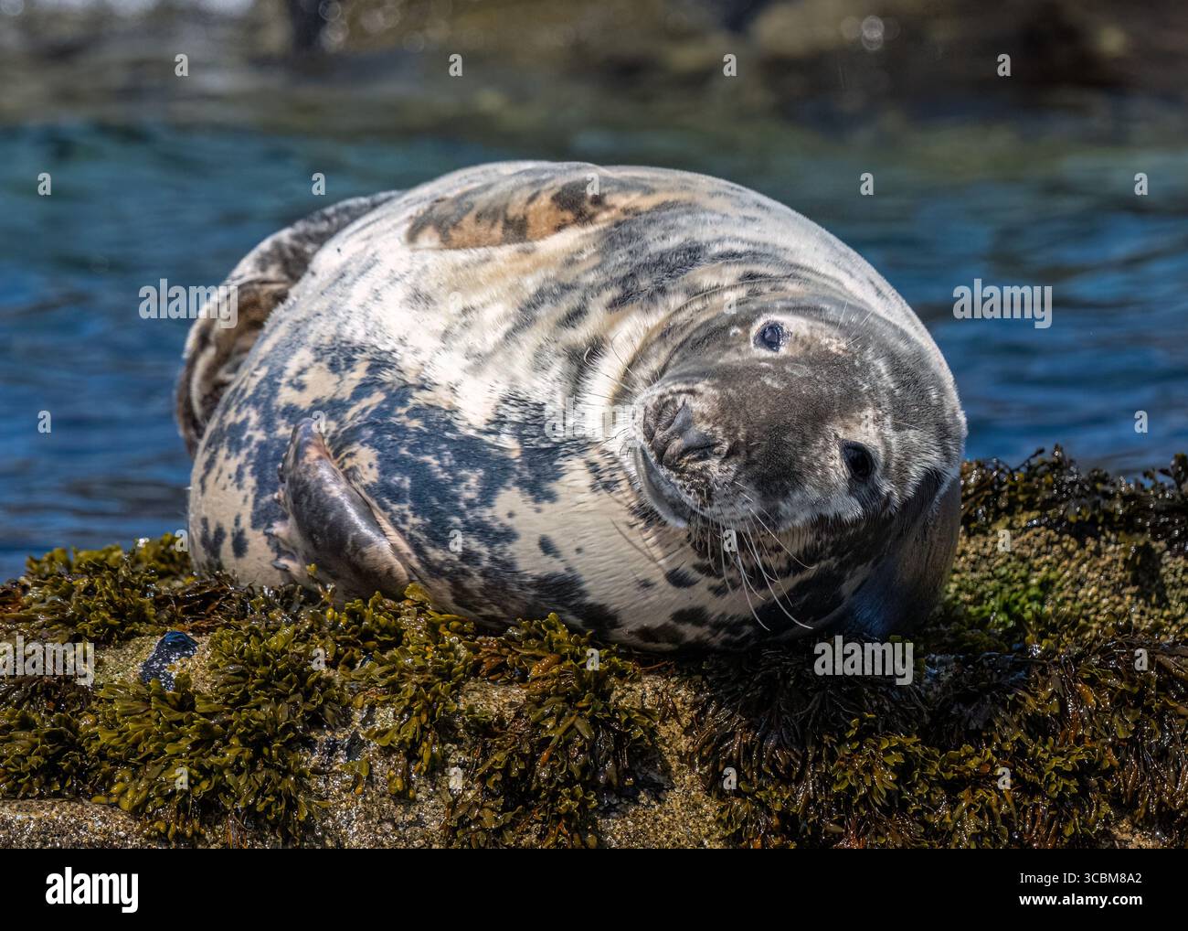 Phoque gris Banque D'Images