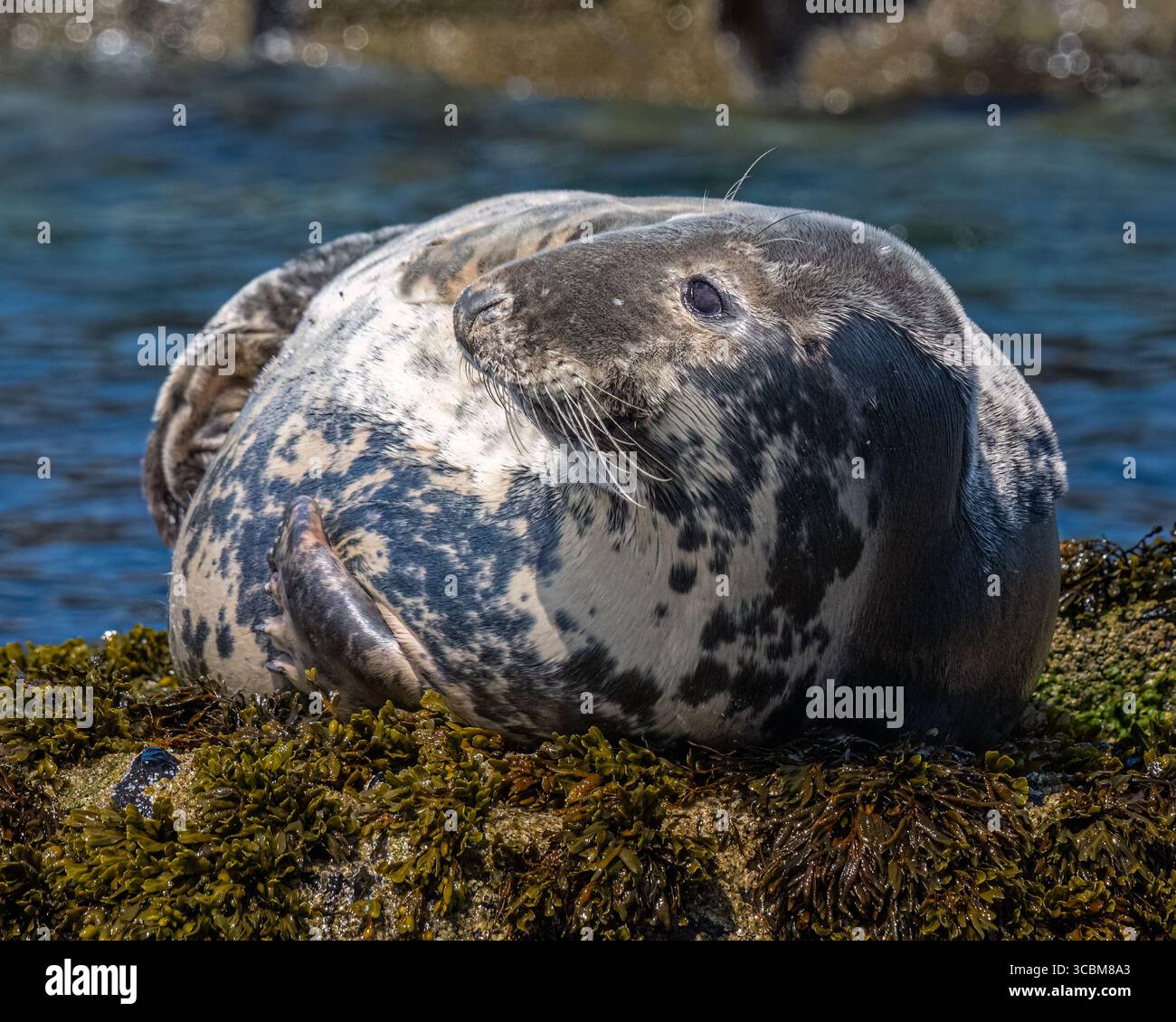 Phoque gris Banque D'Images