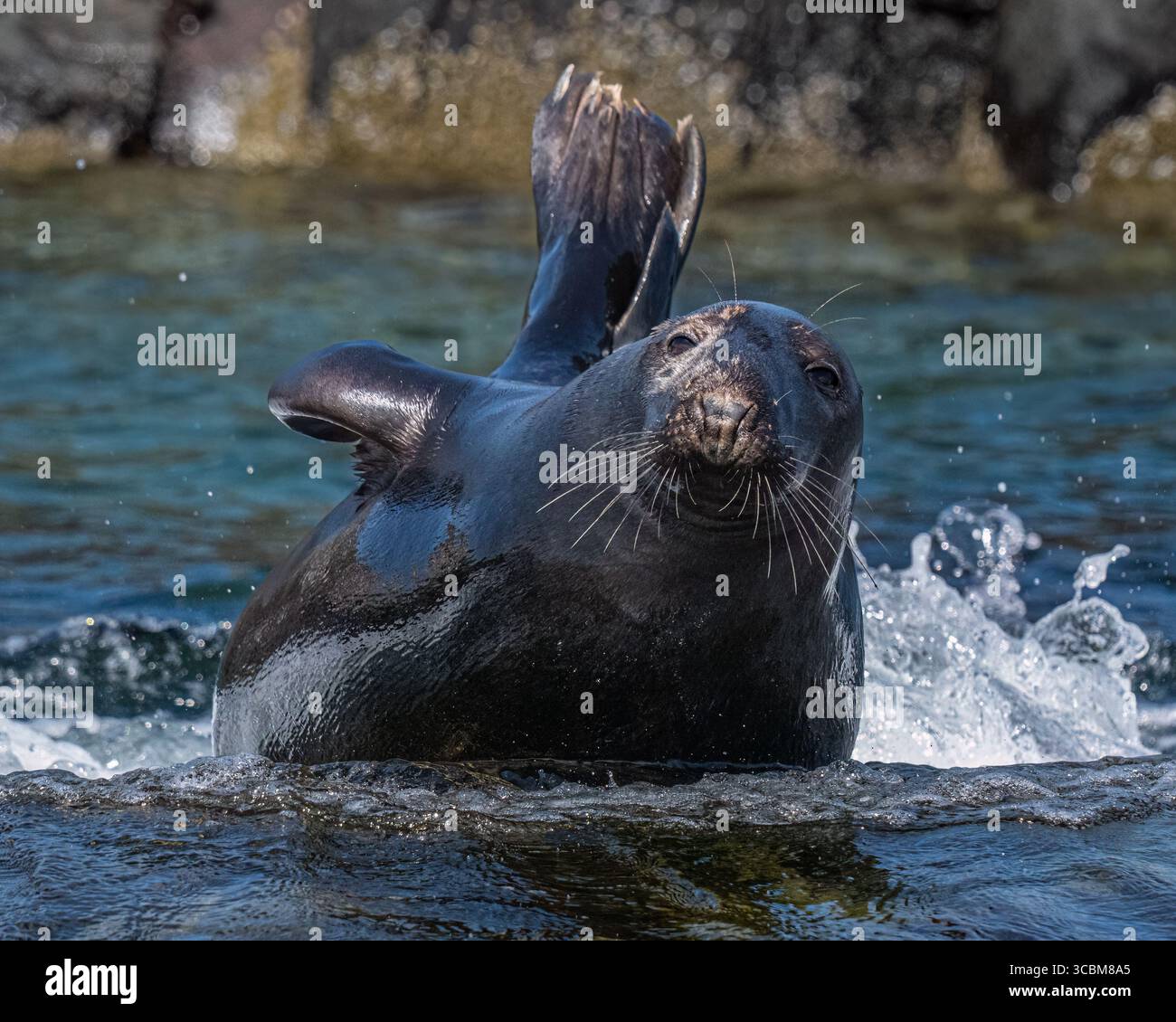 Phoque gris Banque D'Images