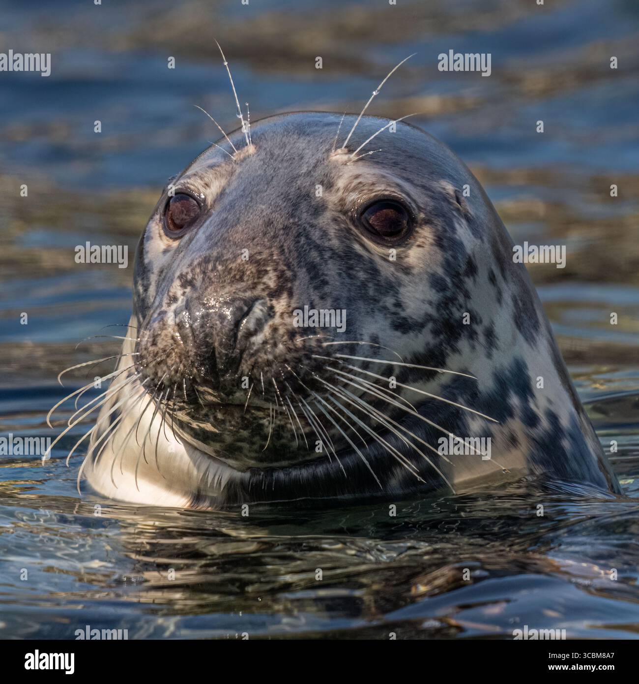 Phoque gris Banque D'Images