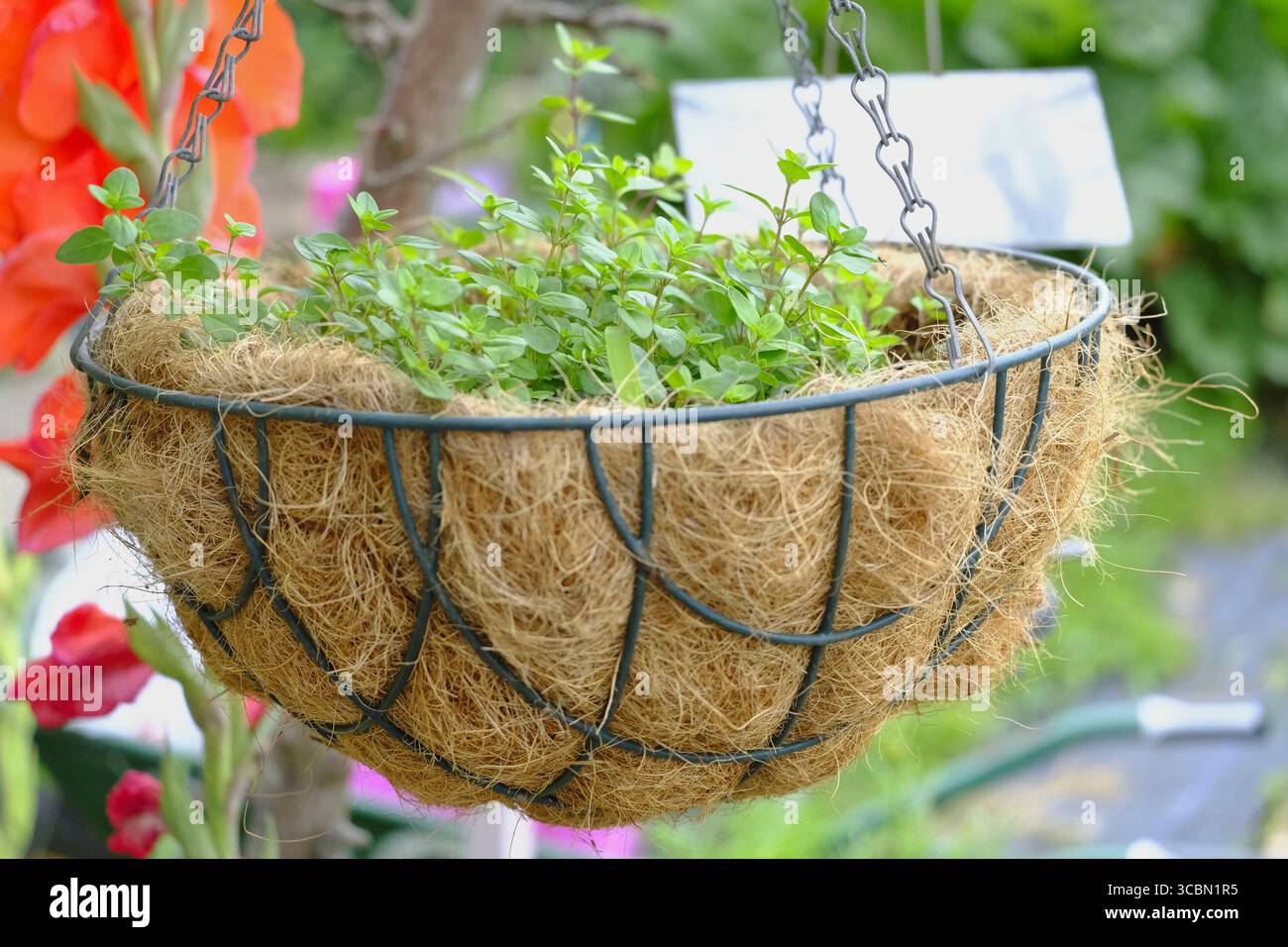 Thym rampant poussant dans un panier suspendu doublé de coco, un moyen attrayant et pratique d'exposer les herbes culinaires dans le jardin Banque D'Images