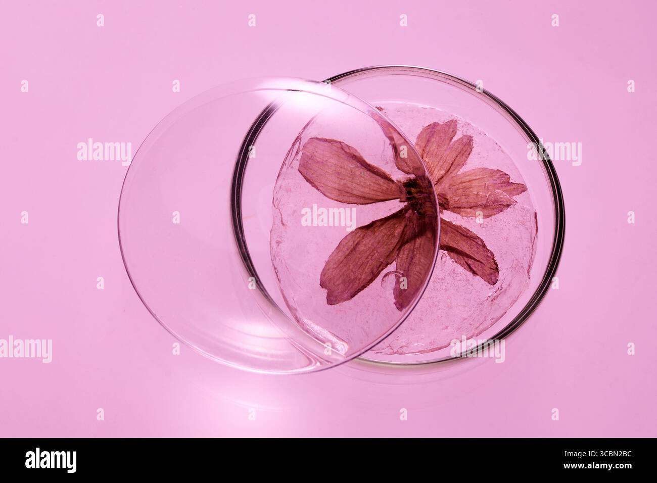 Laboratoire cosmétique abstrait. Recherche en laboratoire chimique. Essence cosmétique. Fleur de boîte de Petri Banque D'Images