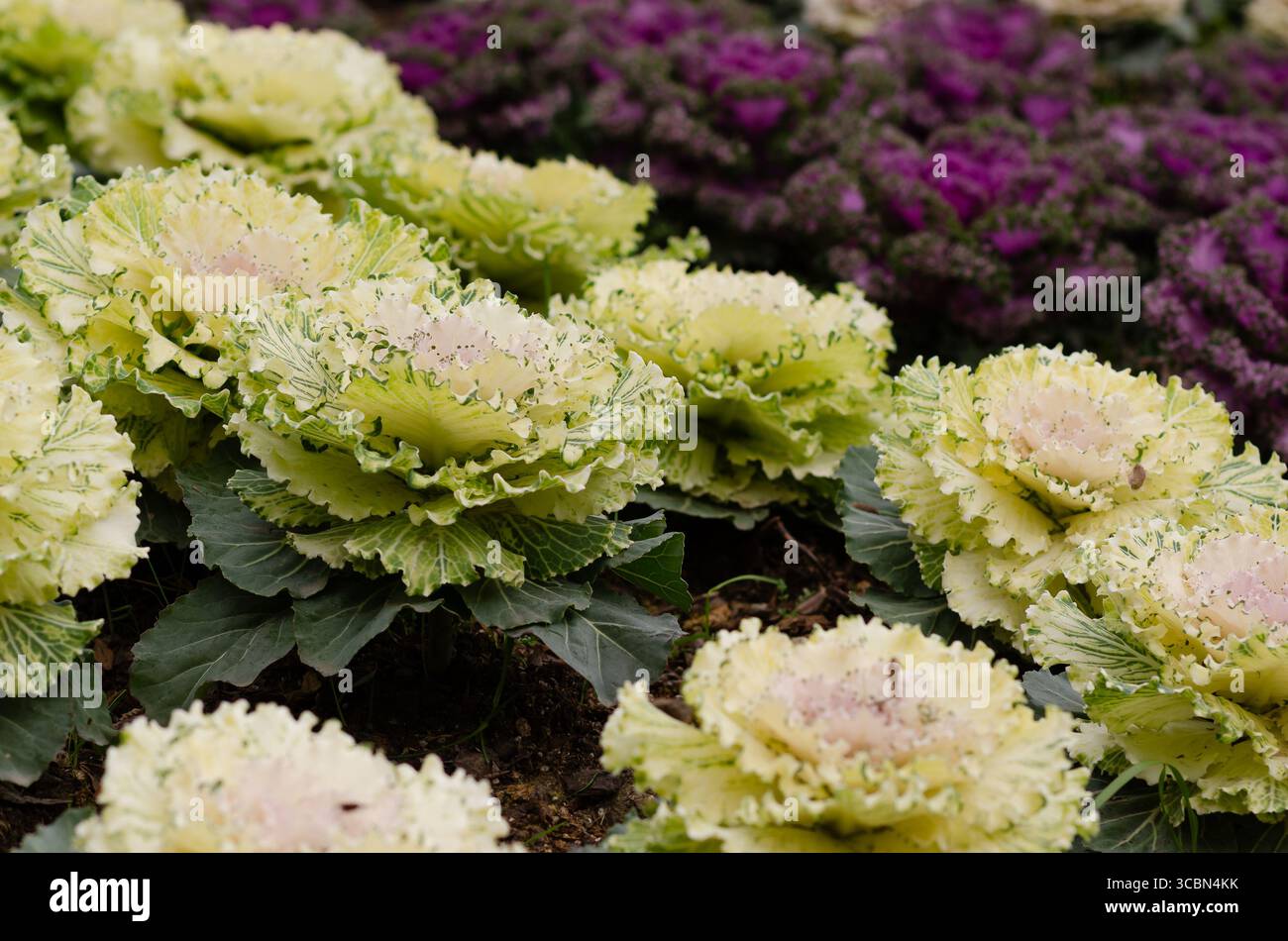 Choux ornementaux blancs et violets dans un parc urbain. Banque D'Images