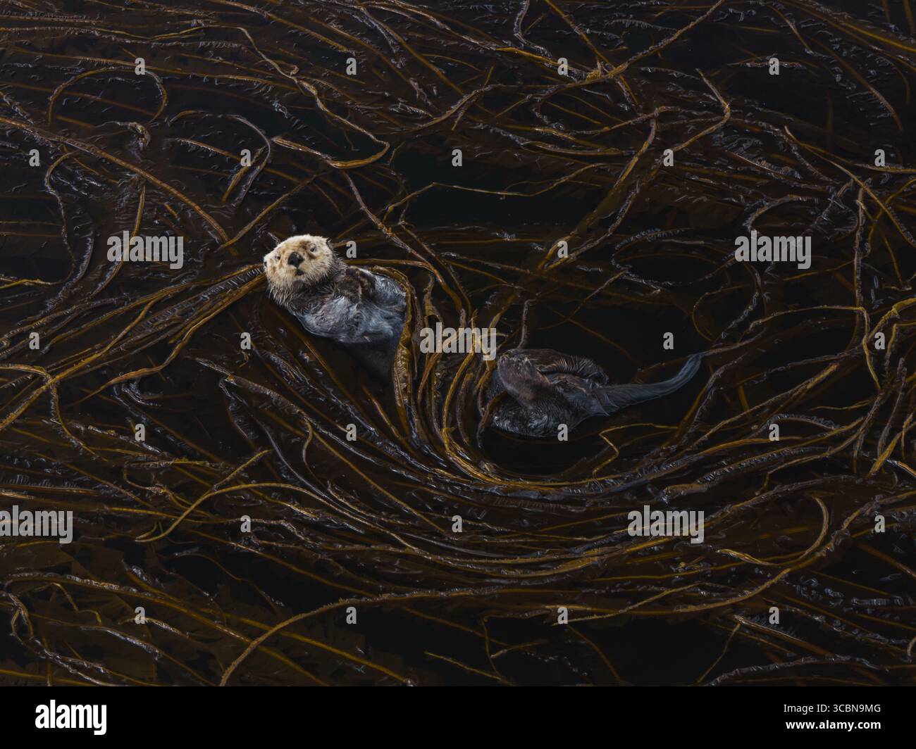 Vue aérienne d'une loutre de mer flotte paisiblement parmi les forêts denses de varech, sa fourrure contraste fortement avec l'algue sombre et tourbillonnante, Unalaska, Alaska, États-Unis. Banque D'Images
