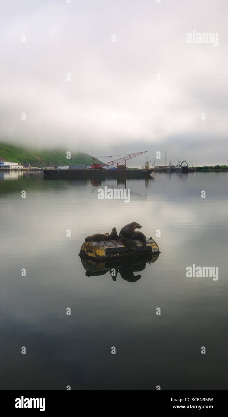 Vue aérienne de phoques se prélassant sur une plate-forme flottante dans les eaux calmes et réfléchissantes près du port, sous un ciel brumeux, Unalaska, Alaska, États-Unis Banque D'Images