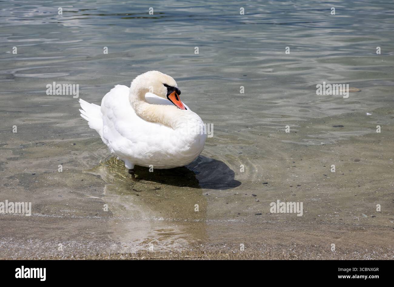 Swan Geneva Lake, Suisse Banque D'Images