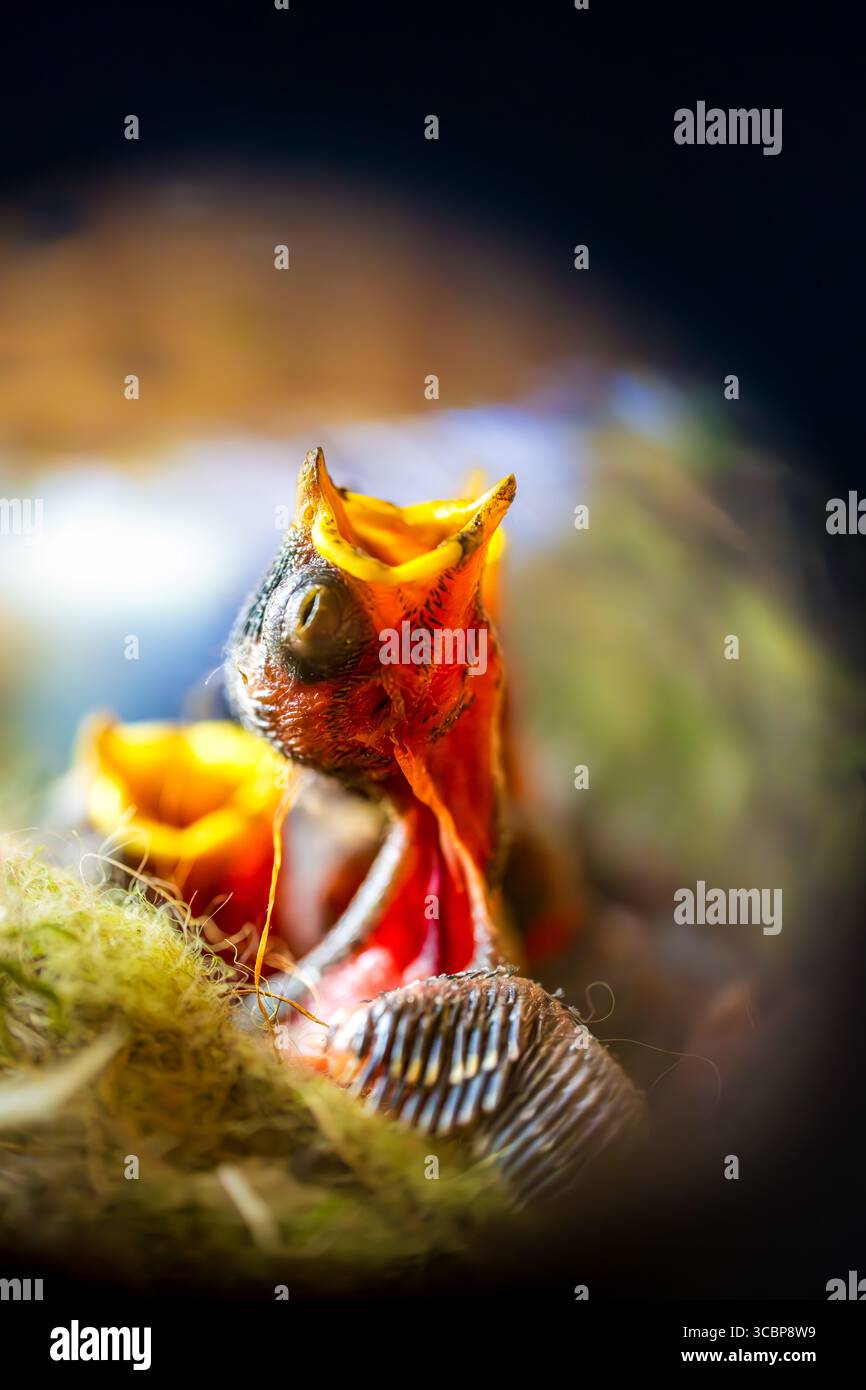 Gros plan de poussins Hungry Baby Bird dans Nest avec des becs ouverts en attente de nourriture Banque D'Images