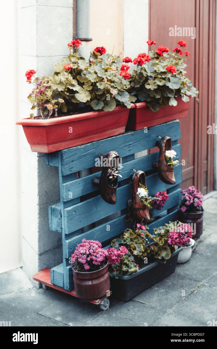 Arrangement coloré de fleurs de rue dans les Asturies avec géraniums vibrants en rouge et rose, palette en bois bleu rustique et vieilles jardinières à chaussures en bois créant Banque D'Images