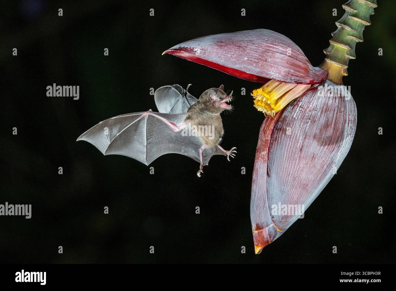 Chauve-souris à longues languettes ressemblant à une musaraignée, chauve-souris à longues languettes de Pallas (Glossophaga soricina), approchant les fleurs de banane la nuit pour sucer le nectar, Costa Rica, Boca Banque D'Images
