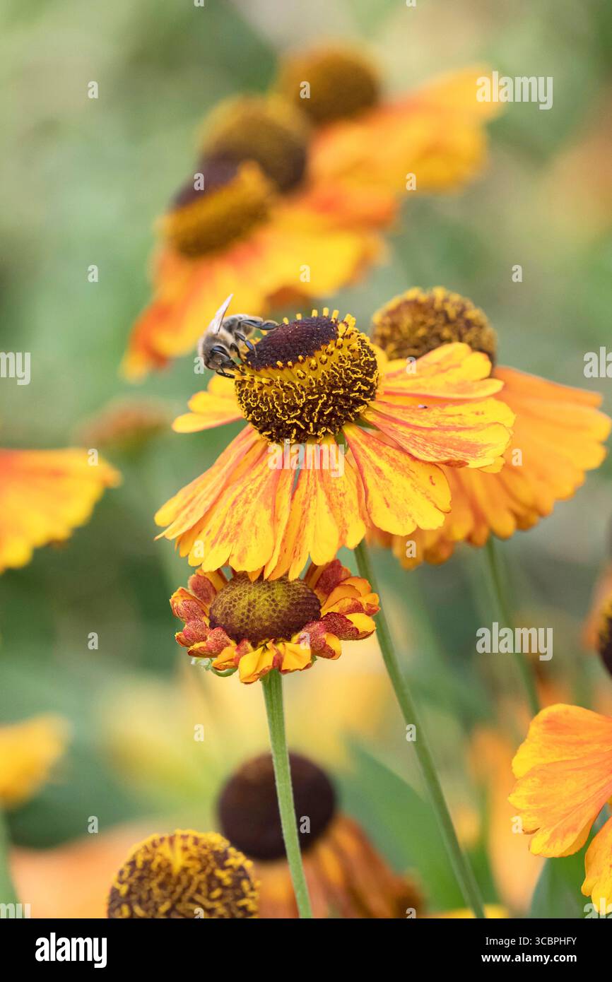 Hélium (hélium 'fleur primitive de Sahin', fleur primitive d'Helenium Sahin), floraison, fleur primitive de Sahin cultivar Banque D'Images
