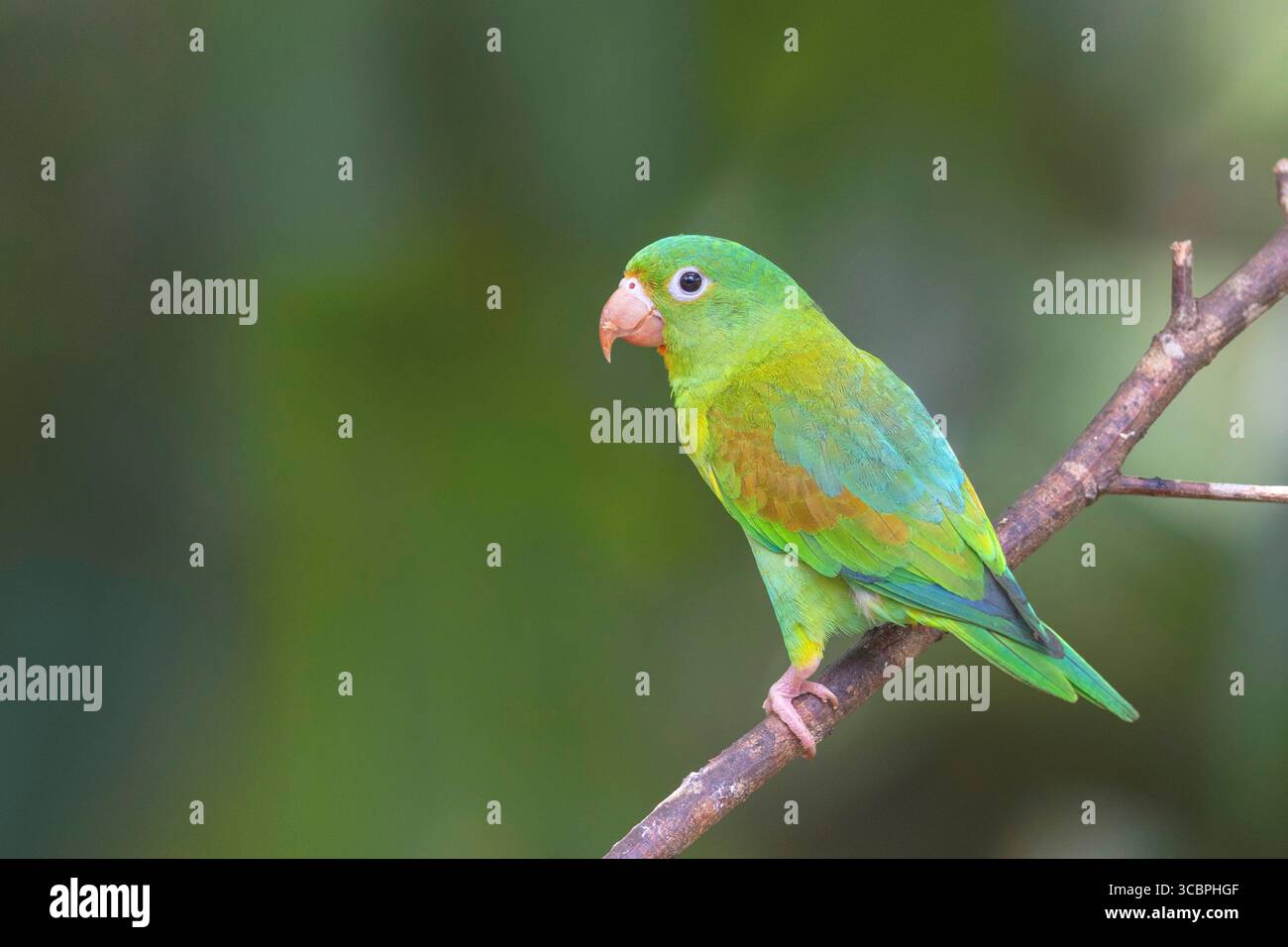 Perruche à étamine orange (Brotogeris jugularis), assise sur une branche, Costa Rica, Alajuela, la Fortuna Banque D'Images