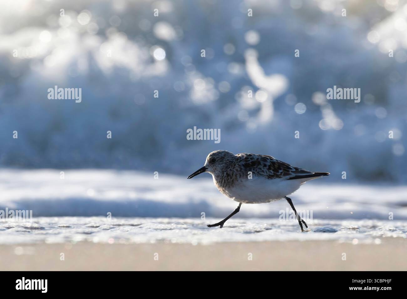 sanderling (Calidris alba), courant le long de la ligne de surf à la recherche de nourriture, avec les vagues de l'océan en arrière-plan, pays-Bas, Nord des pays-Bas Banque D'Images