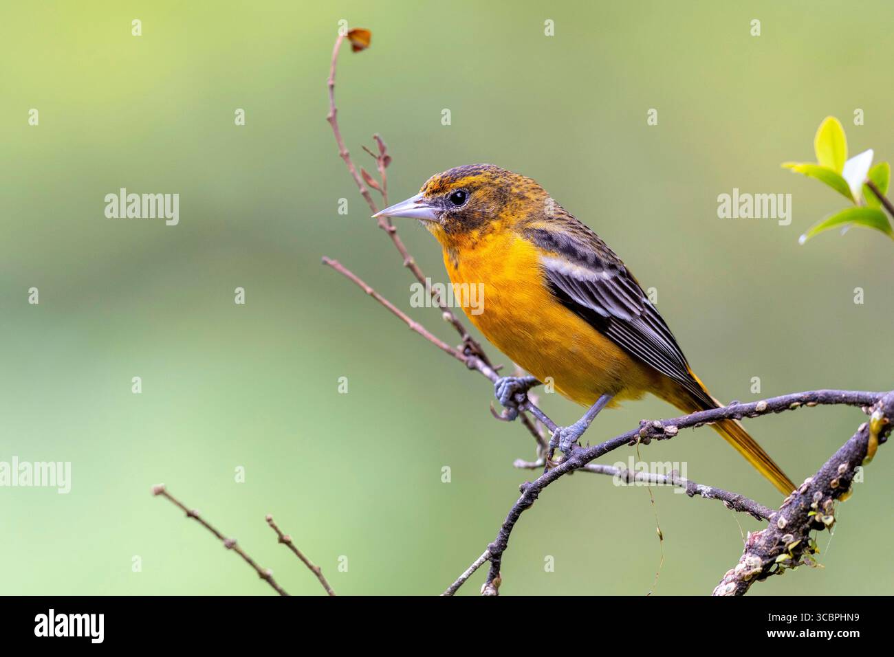 Abeille's oriole, Baltimore oriole, Golden oriole, Northern oriole (icterus galbula), femelle assise sur une branche, Costa Rica, Puntarenas, Monteverde Banque D'Images