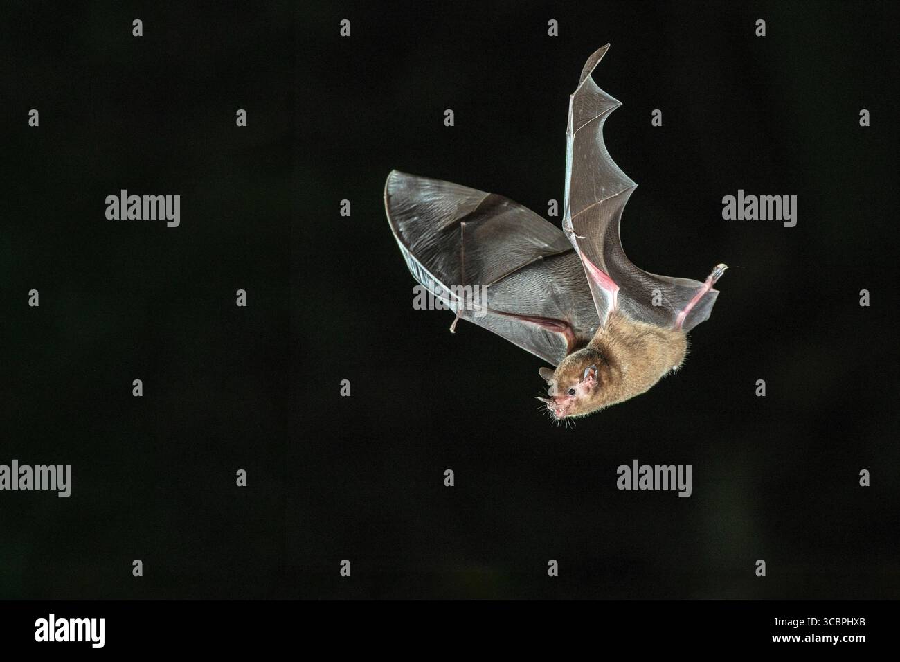 Chauve-souris à longue languette en forme de musaraignée, chauve-souris à longue languette de Pallas (Glossophaga soricina), en vol la nuit, Costa Rica, Alajuela, Boca Tapada Banque D'Images
