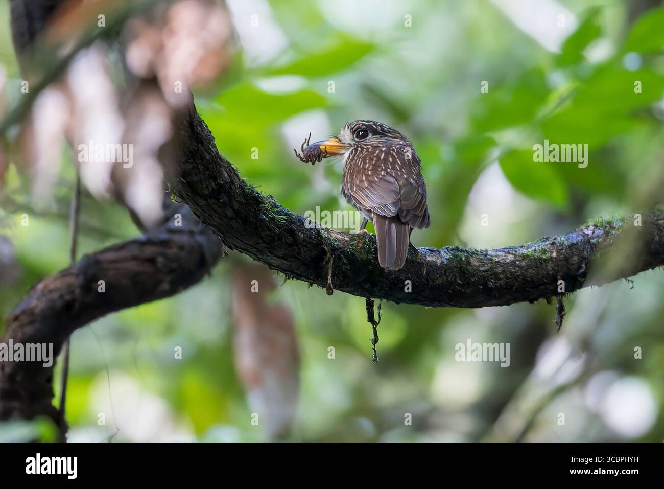 Le puffbird à poitrine blanche, le puffbird à poitrine blanche (Malacoptila fusca), a attrapé une araignée savoureuse., Suriname, Fredberg Banque D'Images