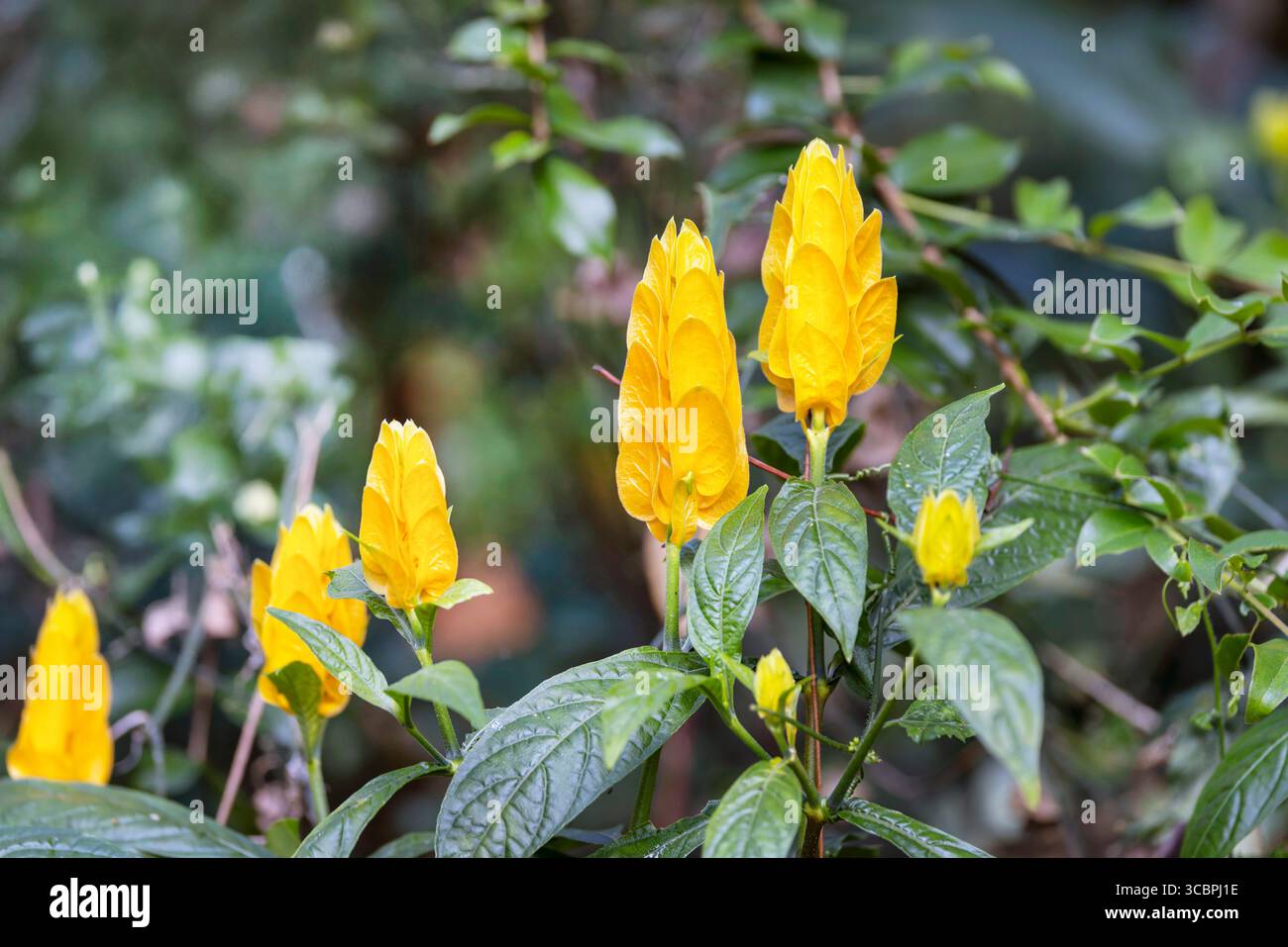 Bougie dorée, plante de sucette, plante de crevette dorée (Pachystachys lutea), floraison, Costa Rica, Heredia Banque D'Images