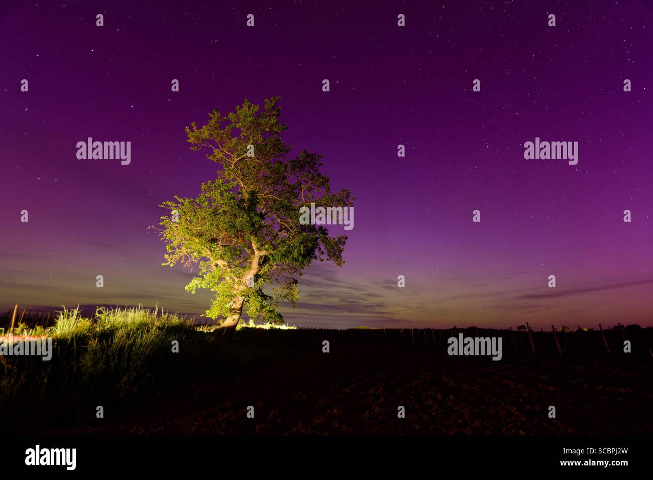 Chêne autonome sous un ciel rempli des aurores boréales, France, Bretagne, Erquy Banque D'Images