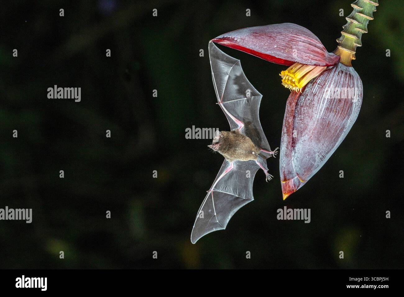 Chauve-souris à longues languettes ressemblant à une musaraignée, chauve-souris à longues languettes de Pallas (Glossophaga soricina), approchant les fleurs de banane la nuit pour sucer le nectar, Costa Rica, Boca Banque D'Images