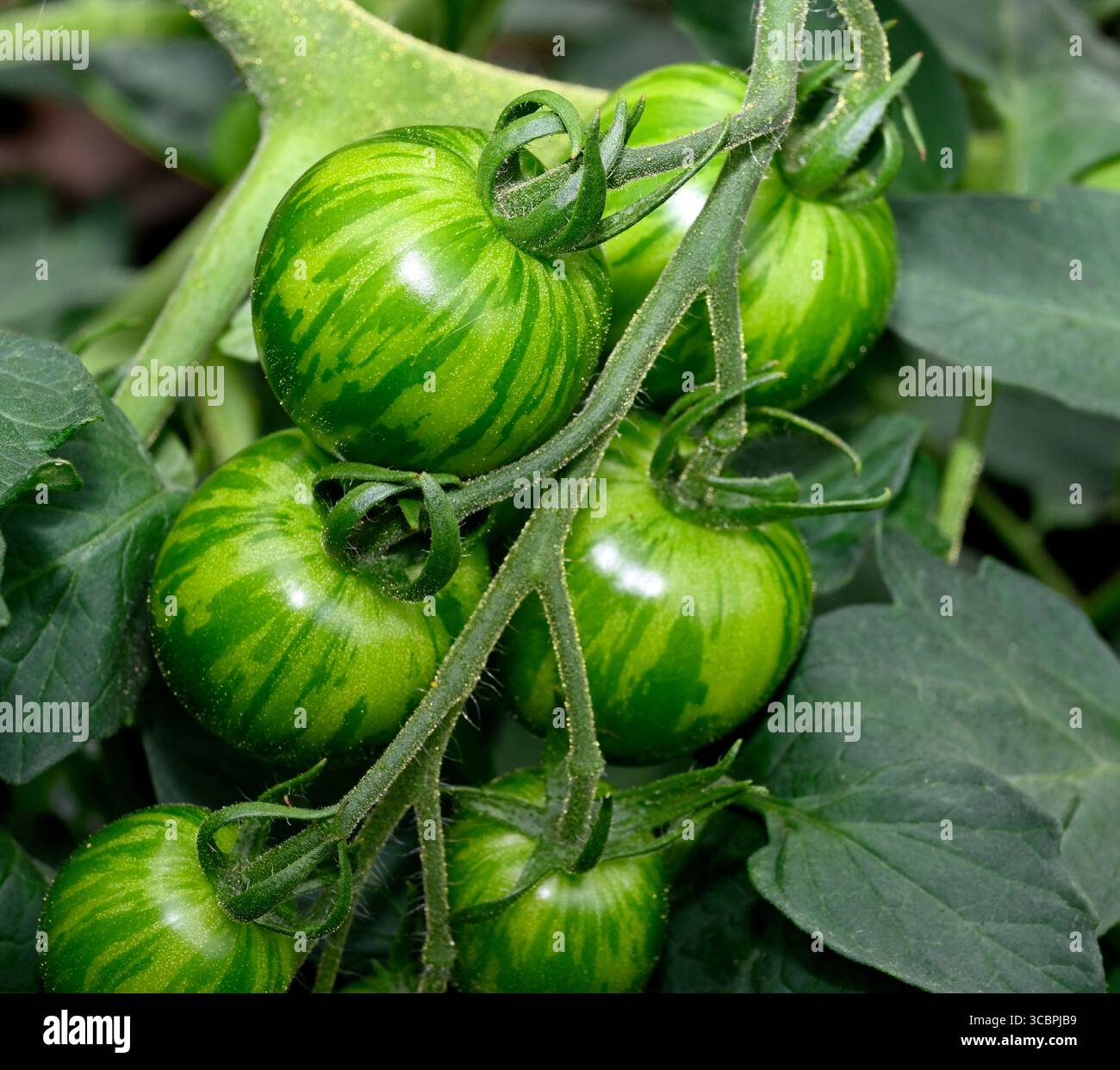 Tomate cerise (variété de zèbre blanc) dans la ferme cultivée en plante de jardin Banque D'Images
