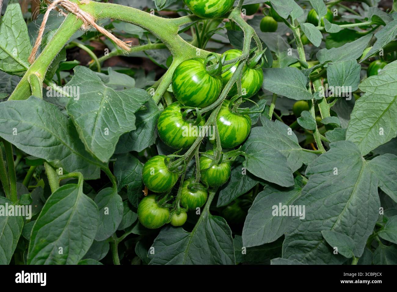 Tomate cerise (variété de zèbre blanc) dans la ferme cultivée dans la plante de jardin tomates cerises, tomate, croissance, ferme, plantes, attaché à la vigne, jardin, fruit, v Banque D'Images