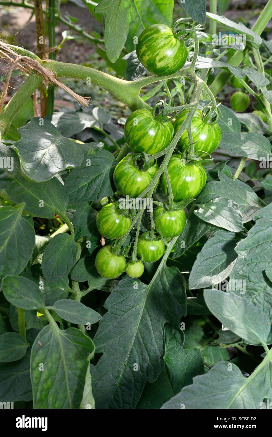 Tomate cerise (variété de zèbre blanc) dans la ferme cultivée en plante de jardin Banque D'Images