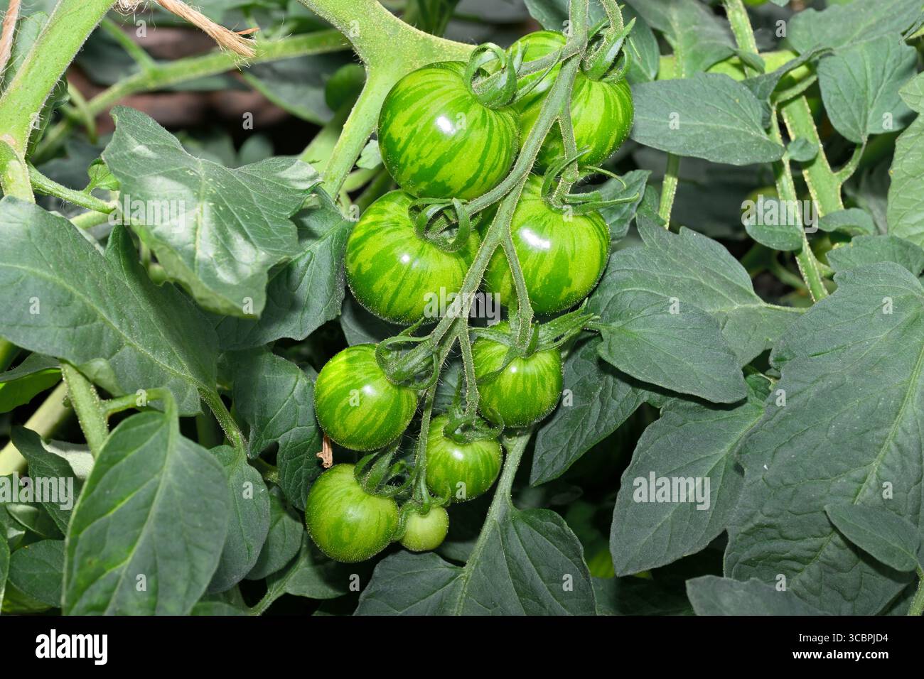 Tomate cerise (variété de zèbre blanc) dans la ferme cultivée en plante de jardin Banque D'Images