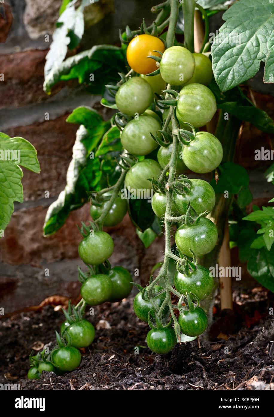 Tomate cerise (variété Sungold) dans des fermes cultivées en plante de jardin une jaune mûre d'autres encore vertes et en développement Banque D'Images