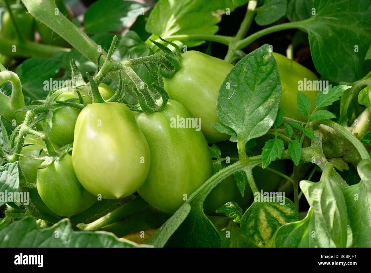 Truc de tomates cerises prunes ou Roma poussant sur tige de plante Banque D'Images