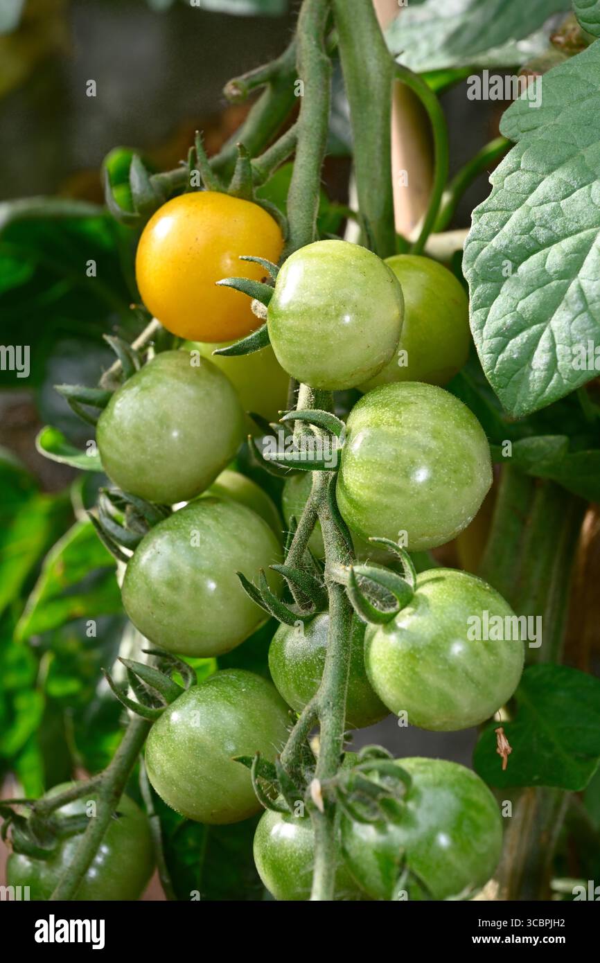 Tomate cerise (variété Sungold) dans des fermes cultivées en plante de jardin une jaune mûre d'autres encore vertes et en développement Banque D'Images