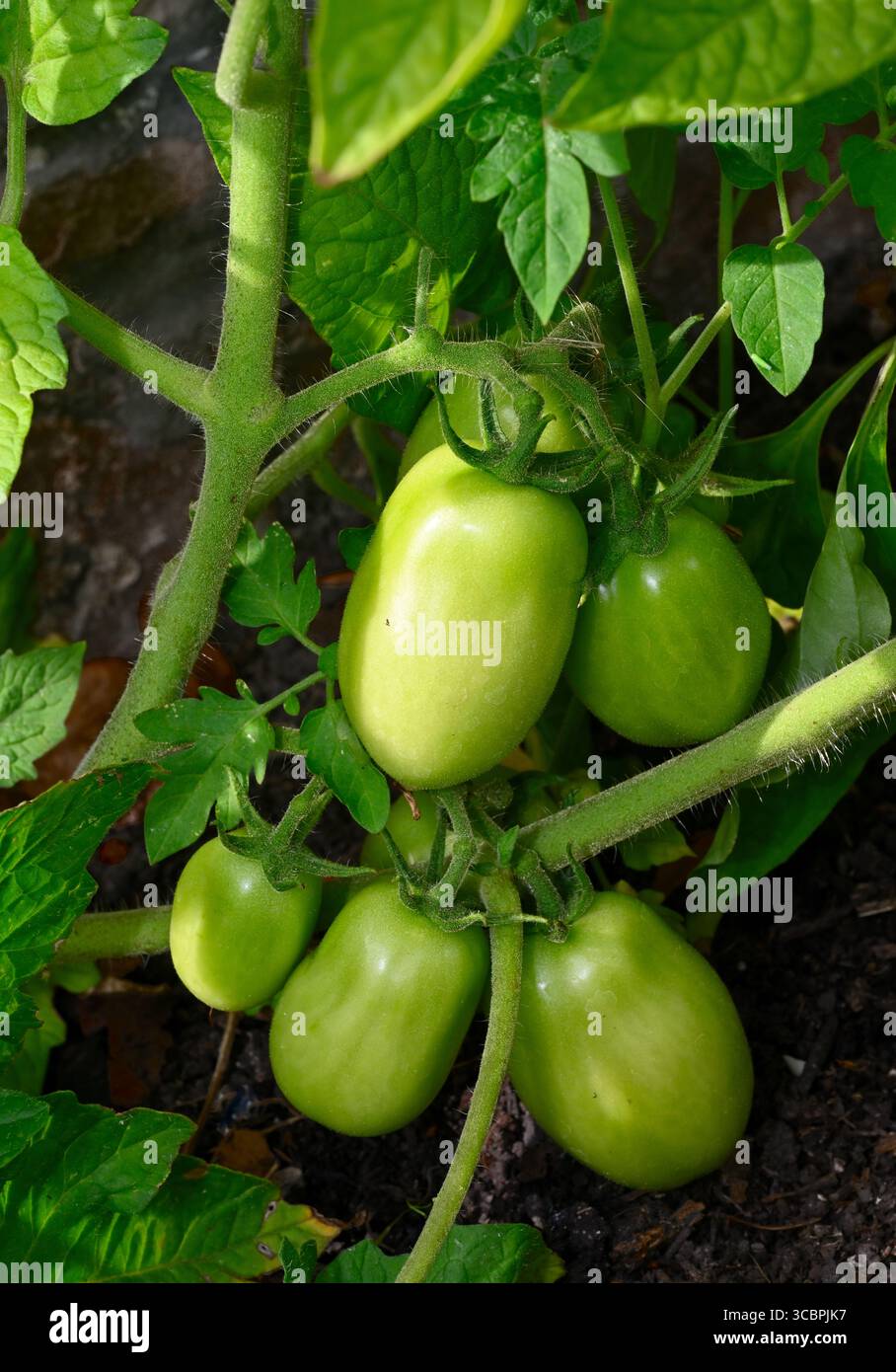Truc de tomates cerises prunes ou Roma poussant sur tige de plante Banque D'Images