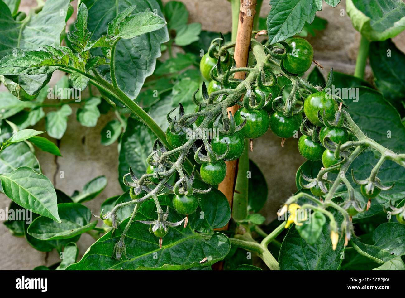 Tomate cerise dans des fermes cultivées dans le jardin végétal vert et en développement Banque D'Images