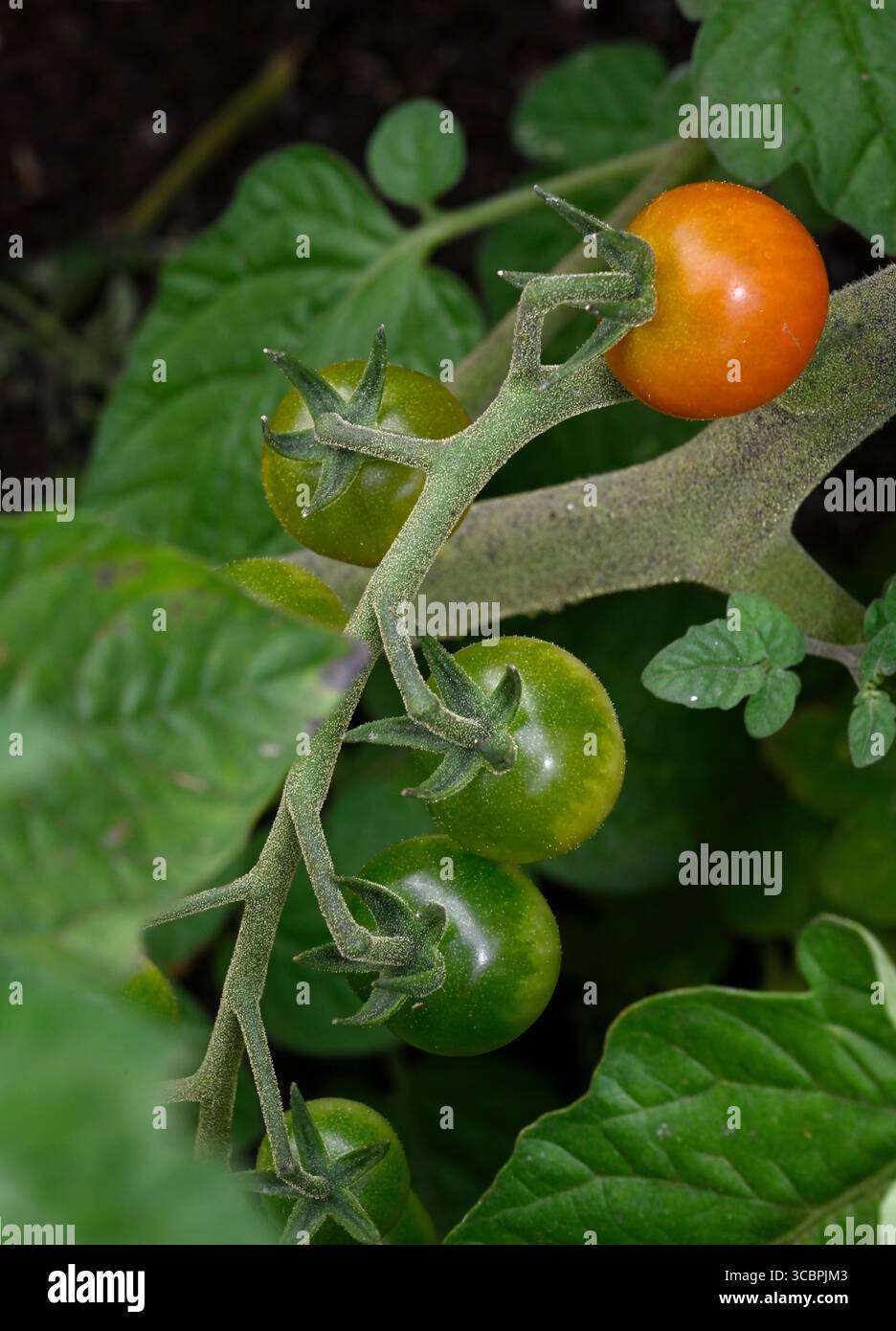 Cultivar de tomates cerises 'jardiniers delight' dans des fermes cultivées en vert végétal de jardin et un rouge développé Banque D'Images