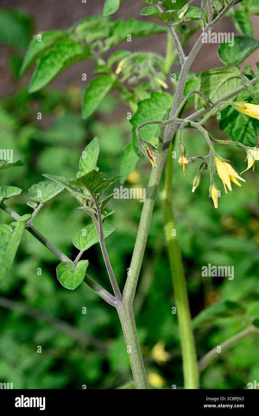 Pousse latérale de la plante de tomate qu'il est généralement recommandé de pincer pour permettre un meilleur développement des fermes de tomates, aussi des fleurs jaunes Banque D'Images