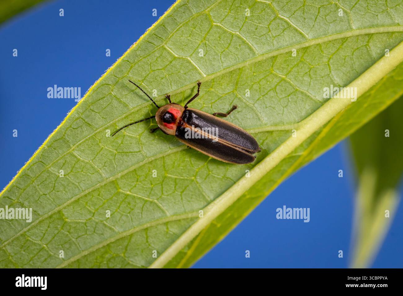 Gros plan de Big Dipper Firefly sur fleur jaune. Concept de conservation des insectes et de la faune, préservation de l'habitat, et jardin de fleurs d'arrière-cour Banque D'Images