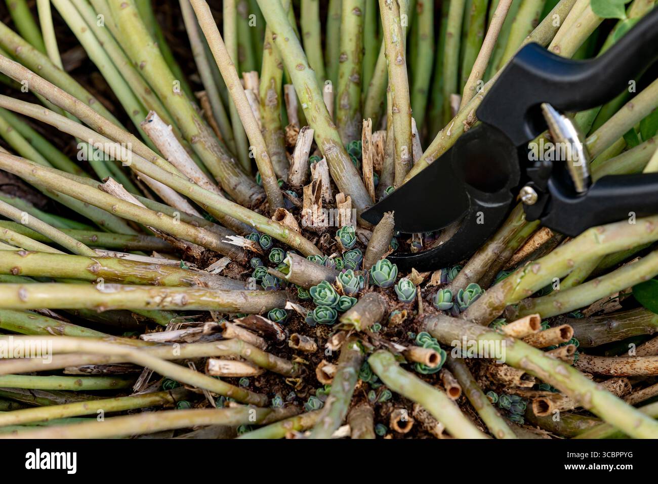 Taille de la plante Sedum en automne. Jardin de fleurs sauvages, soin des plantes, jardinage et concept d'habitat de pollinisateurs. Banque D'Images