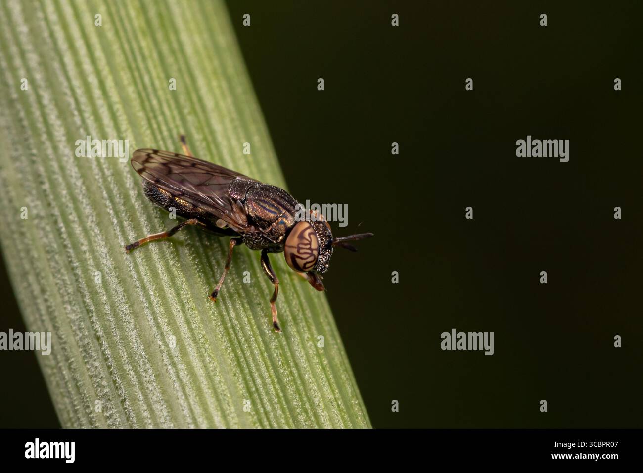 Gros plan de la mouche ondulée Mucksucker sur la feuille de la plante. Identification des insectes, conservation de la faune et préservation de l'habitat. Banque D'Images