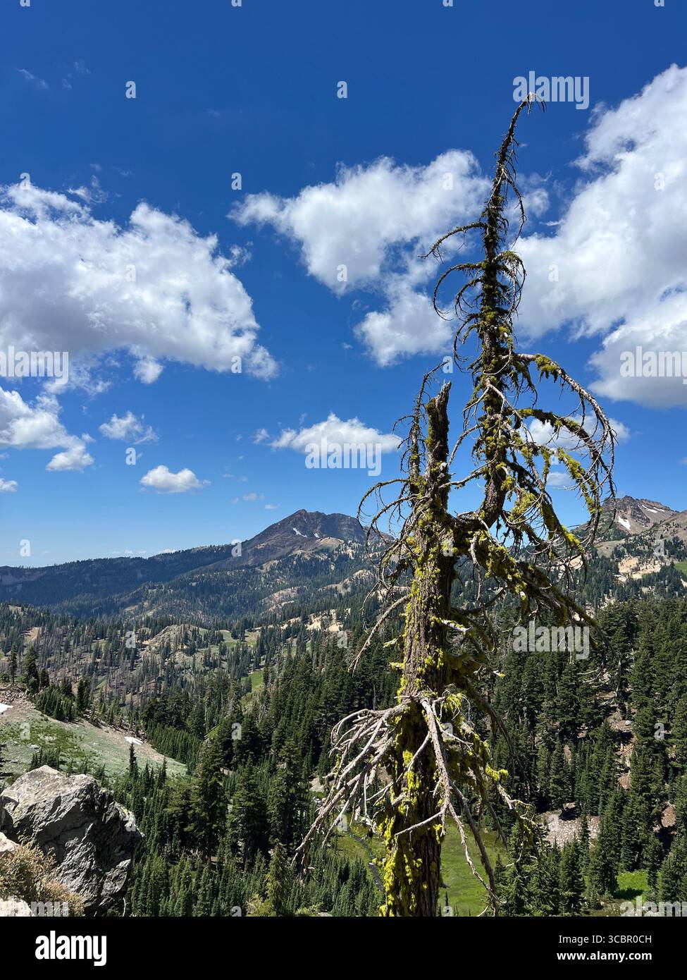 Tronc d'arbre unique dans le parc national volcanique de Lassen, ressemblant à un vieil arbre soulevant un jeune, symbolisant la famille, le rôle parental, le contraste et la résilience. - Image de stock capturée avec un smartphone