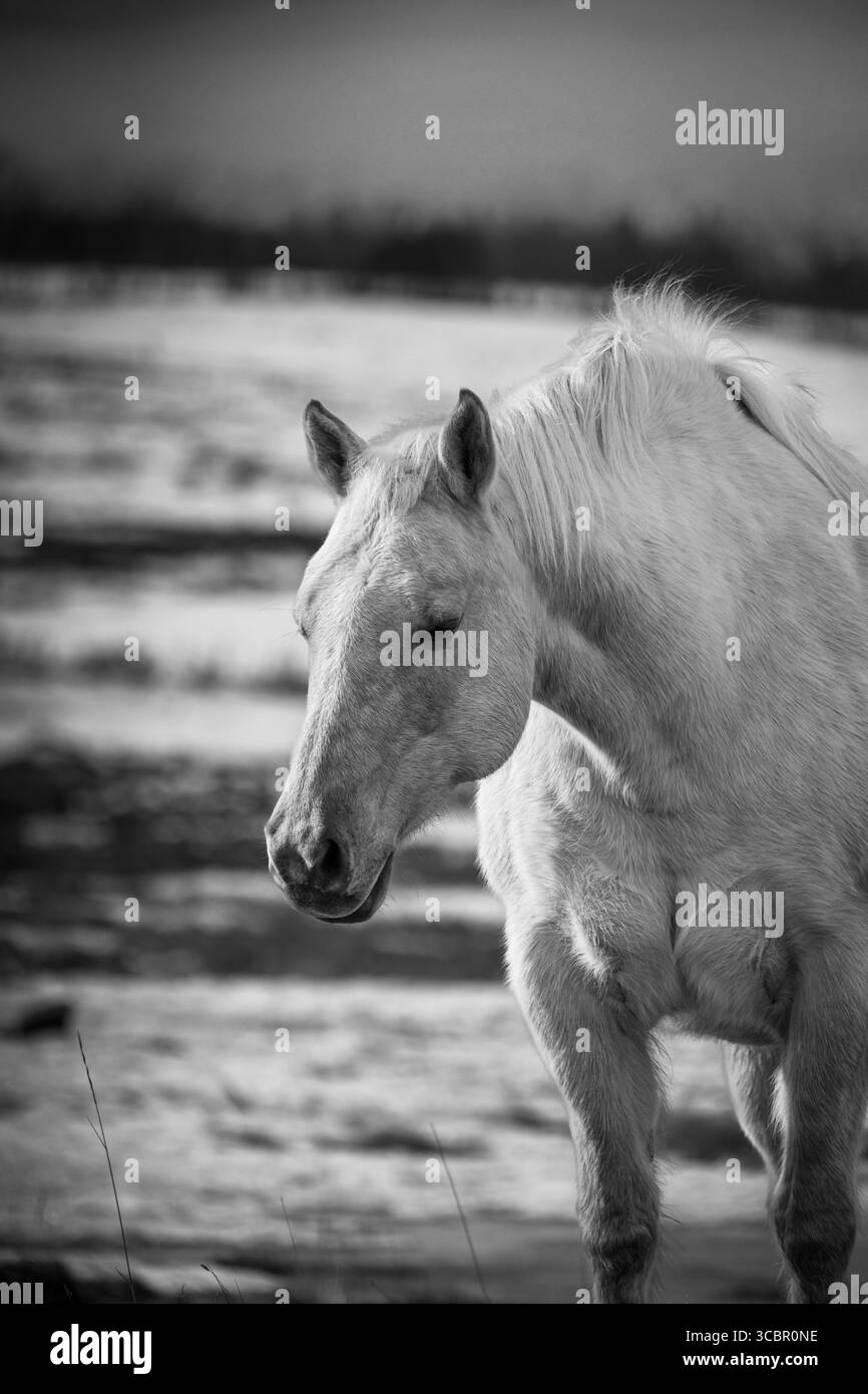 Une image en noir et blanc d'un cheval dans un champ couvert de neige avec un joli fond doux. Banque D'Images