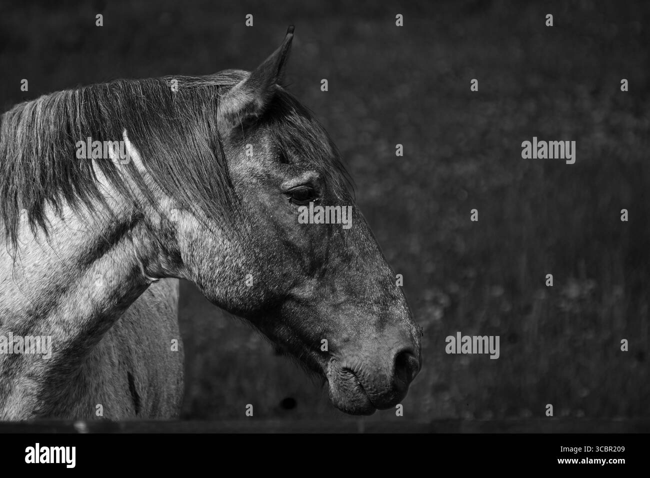 Une image en gros plan en noir et blanc d'un cheval, vue latérale avec un beau contraste et un joli bokeh. Banque D'Images