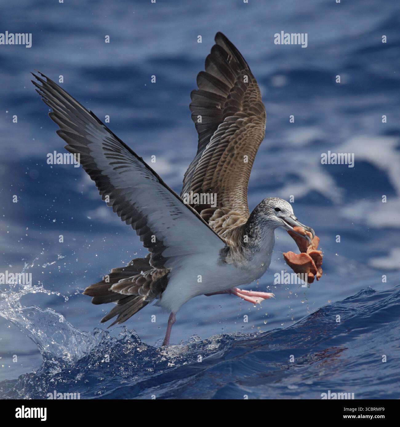 Eau de Shearwater striée (Calonectris leucomelas), oiseau unique au décollage, en mer, au nord-est de Taiwan, mars 2025 Banque D'Images