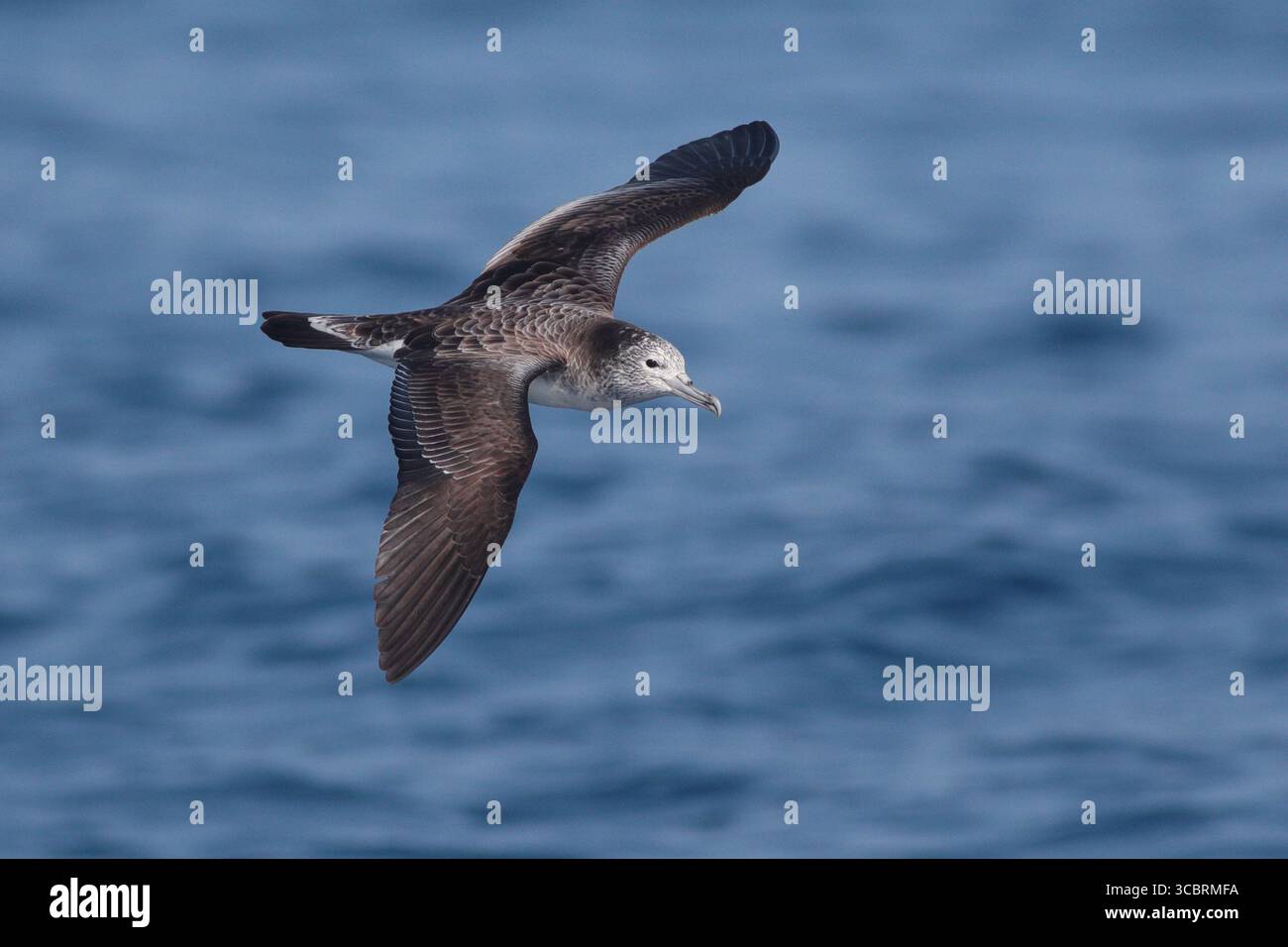 Eau de Shearwater striée (Calonectris leucomelas), oiseau seul en vol, en mer, au nord-est de Taiwan, mars 2025 Banque D'Images