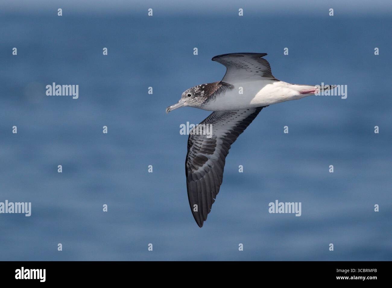 Eau de Shearwater striée (Calonectris leucomelas), oiseau seul en vol, en mer, au nord-est de Taiwan, mars 2025 Banque D'Images